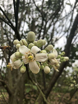 蜜蜂采桔花