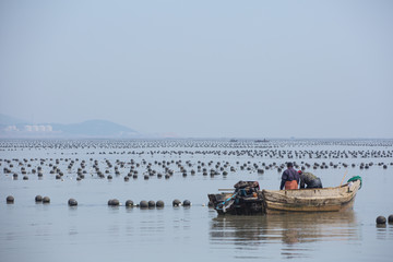 海滩养殖