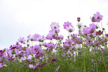 格桑花田