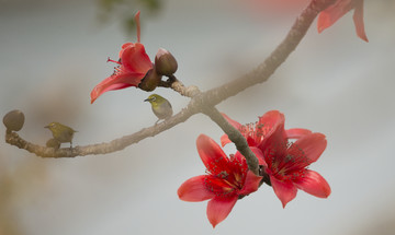 红色木棉花