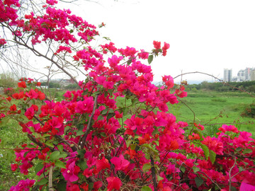 叶子花