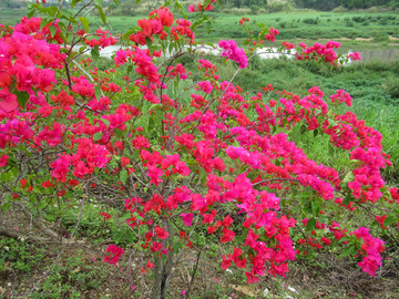 叶子花