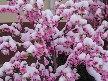 雪下粉色桃花