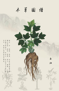 當(dāng)歸