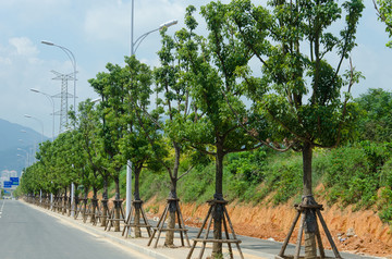 道路绿化