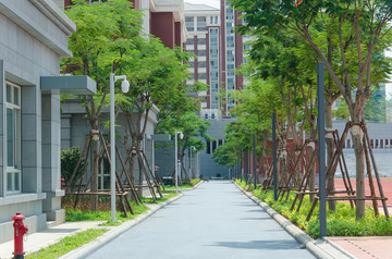 校园小区道路绿化