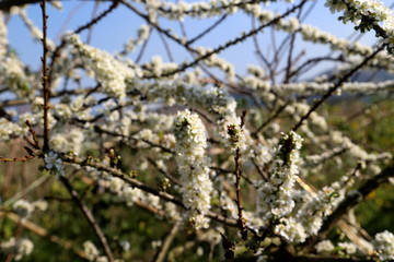 梨树梨花