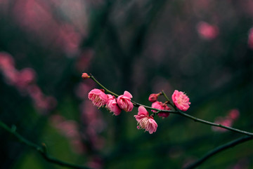 暗色背景粉色梅花