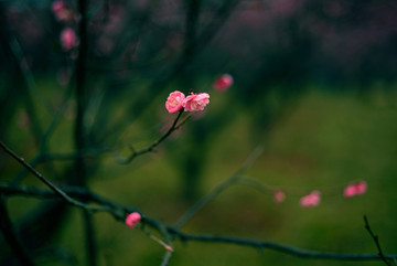 暗色背景粉色梅花