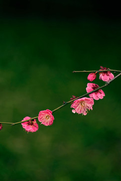 粉色梅花