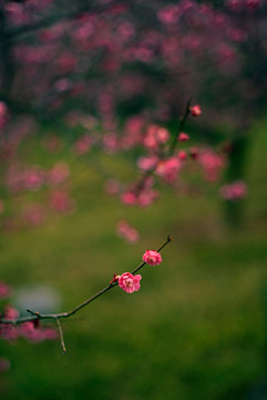 暗色调粉色梅花