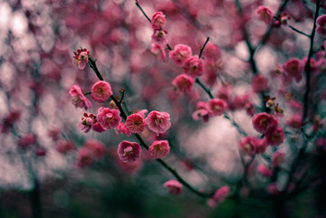 暗色调粉色梅花