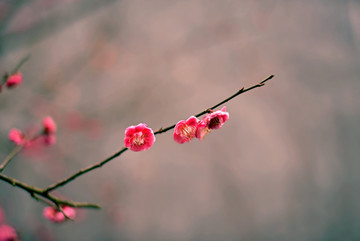 粉色梅花