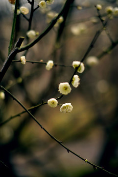 白色绿萼梅花