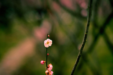 粉色梅花