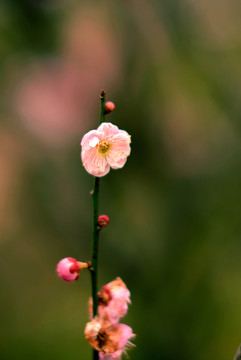 粉色梅花