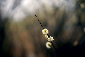 白色梅花