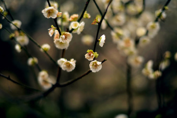 白色梅花