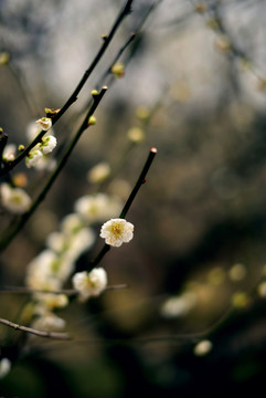 白色绿萼梅花