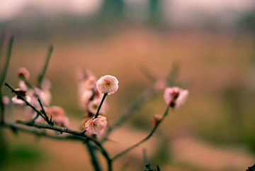 粉色梅花