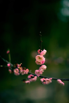 暗色调粉色梅花