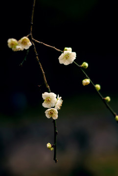 暗色调白色梅花