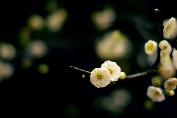 暗色调白色梅花