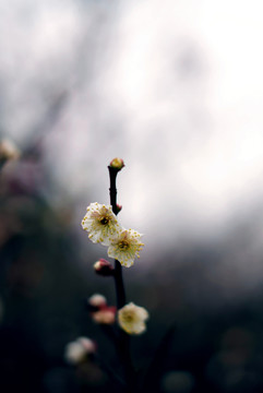 暗色调白色梅花