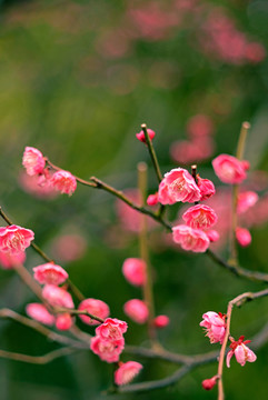 粉色梅花