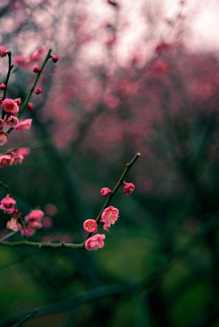 暗色调粉色梅花