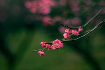 暗色调粉色梅花