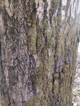 苔藓树