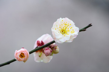 初春梅园梅花盛开