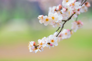 初春梅园梅花盛开