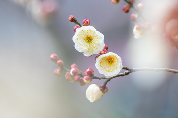 初春梅园梅花盛开