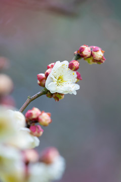 初春梅园梅花盛开