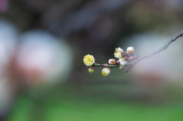 初春梅园梅花盛开