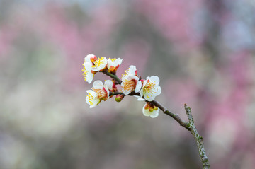 初春梅园梅花盛开