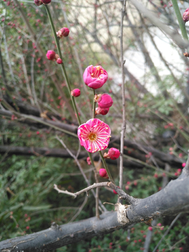 梅花