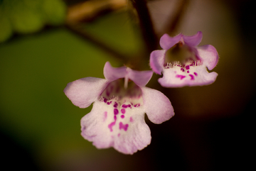 花蕊