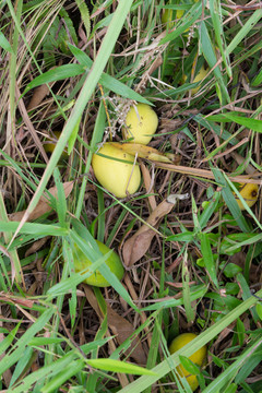 野生芒果树下掉在地上的芒果