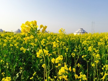 油菜花