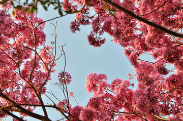 粉花风铃木