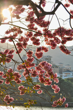 粉花风铃木