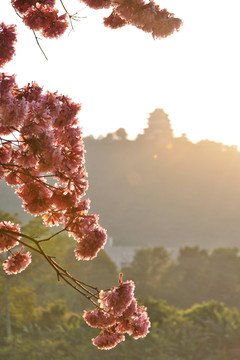 粉花风铃木