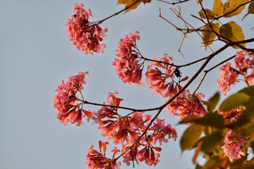 粉花风铃木