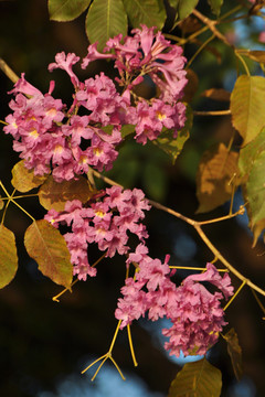 粉花风铃木