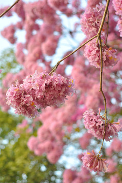 粉花风铃木