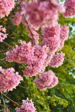 粉花风铃木