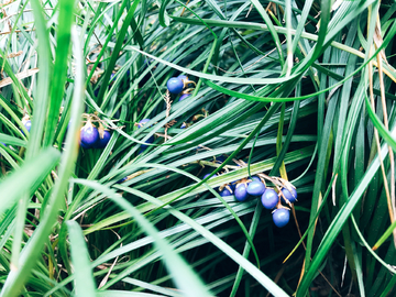 植物 麦冬